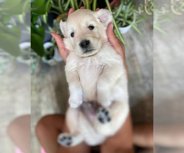 Medium Photo #8  Breeder Profile in URBANA, OH, USA