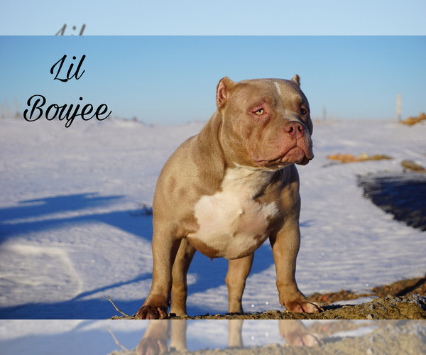 Medium Photo #4  Breeder Profile in BERTHOLD, ND, USA