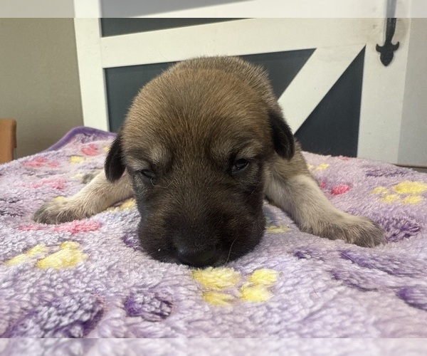 Medium Photo #27  Breeder Profile in LULING, TX, USA