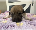 Small #26 Breeder Profile image