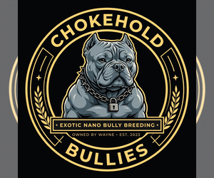 American Bully Dog Breeder near BOSTON, MA, USA