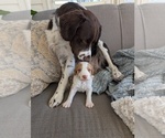Small breeder photo