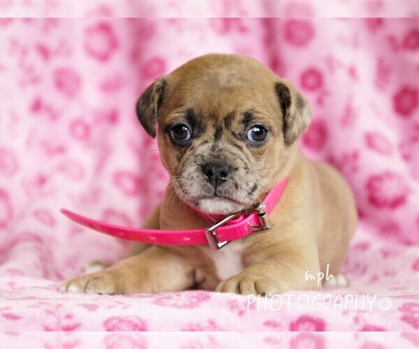 Medium Photo #4  Breeder Profile in LIBERTY, KY, USA