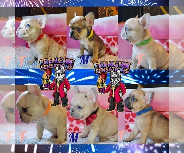 Medium Photo #1  Breeder Profile in HERNANDO, MS, USA