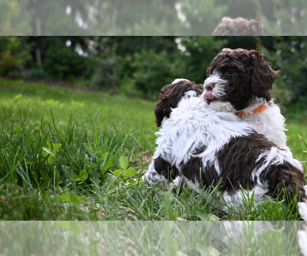 Medium Photo #5  Breeder Profile in LYNDEN, WA, USA