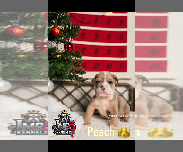 Medium Photo #9  Breeder Profile in PORTERVILLE, CA, USA