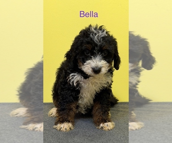 Medium Photo #6  Breeder Profile in KINGSPORT, TN, USA