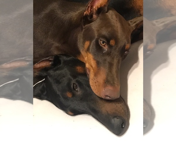 Medium Photo #1  Breeder Profile in TUSCALOOSA, AL, USA