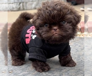 Shih Tzu Dog Breeder near POTEAU, OK, USA