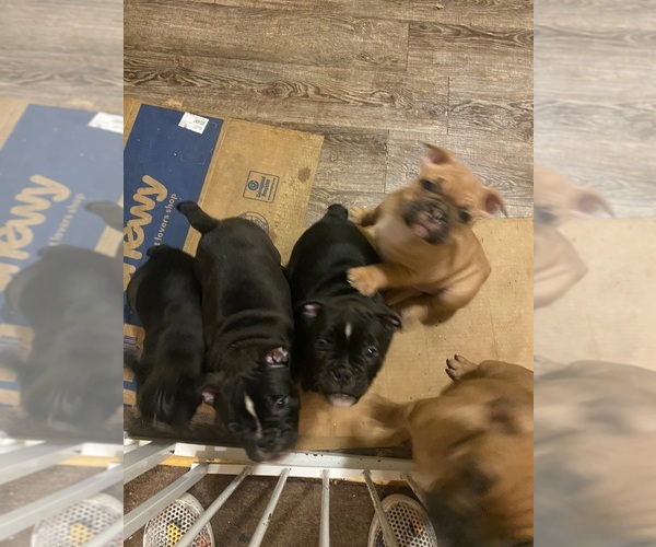 Medium Photo #1  Breeder Profile in LOS ANGELES, CA, USA