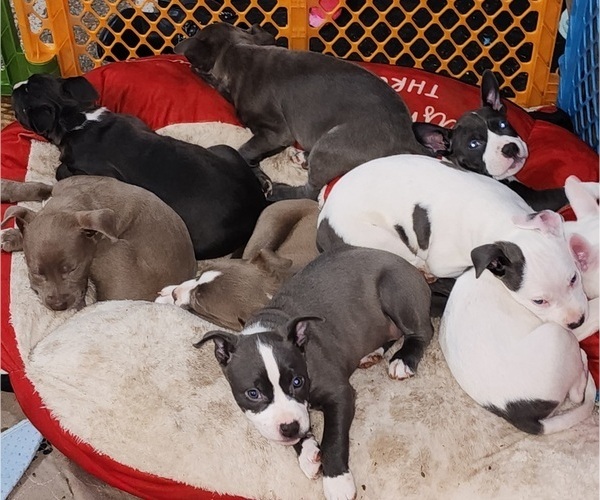 Medium Photo #1  Breeder Profile in SAN BERNARDINO, CA, USA