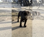Small Photo #10  Breeder Profile in STUART, IA, USA