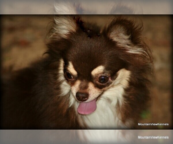 Medium Photo #3  Breeder Profile in WISTER, OK, USA