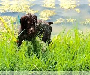 German Wirehaired Pointer Dog Breeder near PARSONS, KS, USA