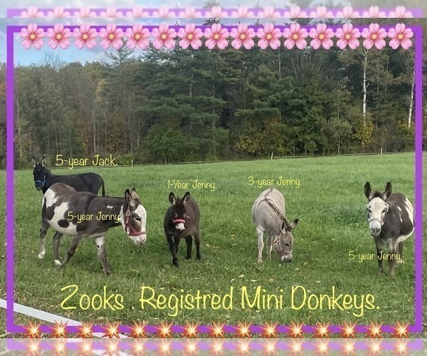 Medium Photo #4  Breeder Profile in FORT PLAIN, NY, USA