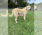 Small #45 Breeder Profile image