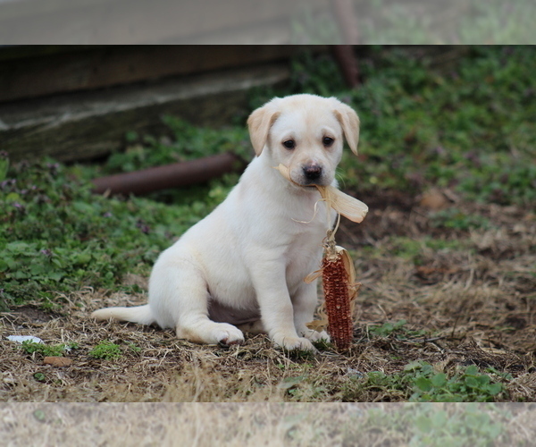 Medium Photo #1  Breeder Profile in COTTAGE GROVE, TN, USA