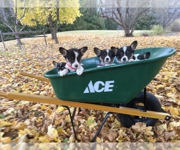 Medium Photo #5  Breeder Profile in PERKINSVILLE, VT, USA