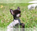 Small breeder photo