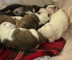 Small #21 Breeder Profile image