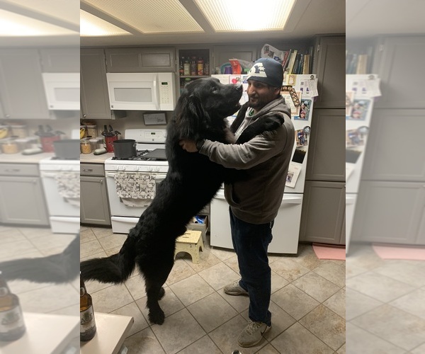 Medium Photo #1  Breeder Profile in MEDFORD, OR, USA