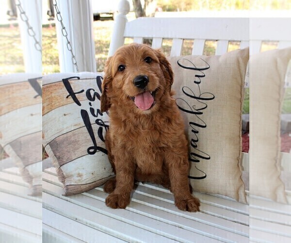 Medium Photo #9  Breeder Profile in CENTRAL CITY, KY, USA