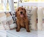 Small #8 Breeder Profile image