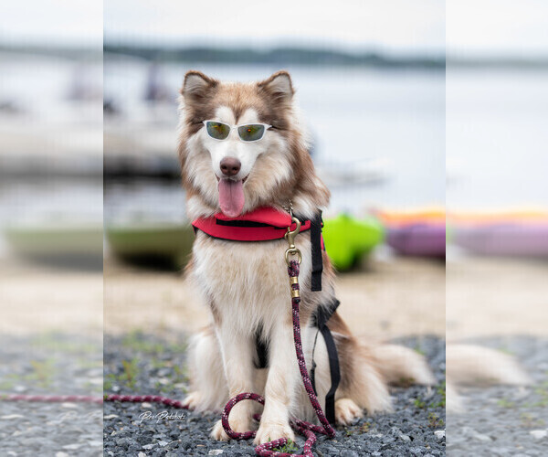 Medium Photo #120  Breeder Profile in FREDERICK, MD, USA