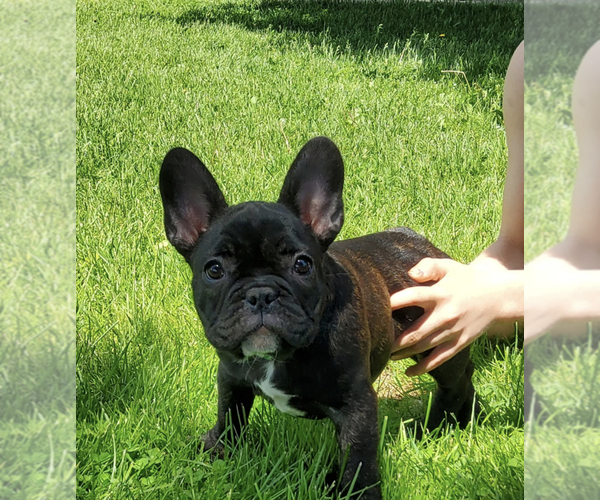 Medium Photo #1  Breeder Profile in LAKE ODESSA, MI, USA