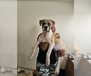 American Bulldog Dog Breeder near MUSCATINE, IA, USA