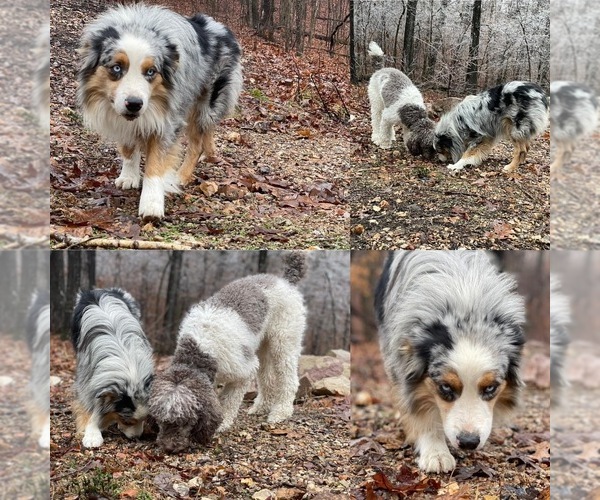 Medium Photo #1  Breeder Profile in REEDS SPRING, MO, USA