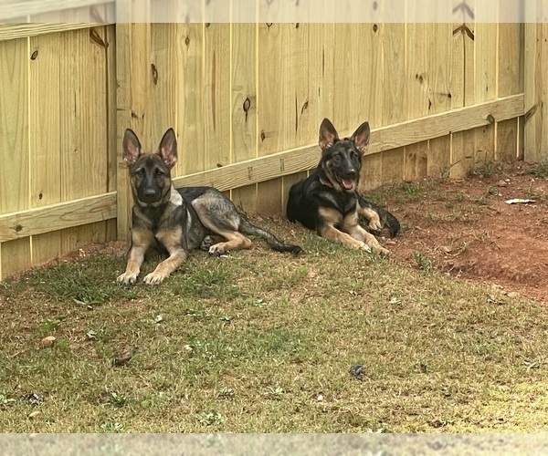 Medium Photo #1  Breeder Profile in COVINGTON, GA, USA