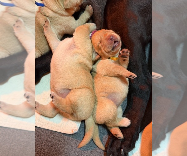 Medium Photo #9  Breeder Profile in LIBERTY, SC, USA