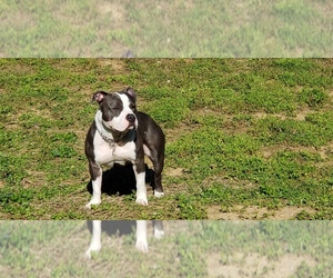 American Bully Dog Breeder near OWENSVILLE, IN, USA