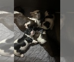 Small breeder photo
