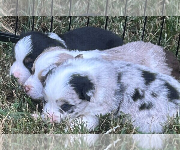 Medium Photo #2  Breeder Profile in GREENVILLE, GA, USA