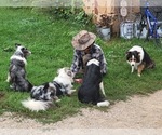 Small #2 Breeder Profile image