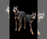 Small breeder photo