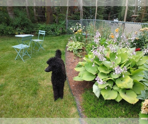 Medium Photo #12  Breeder Profile in CLAYTON, WA, USA