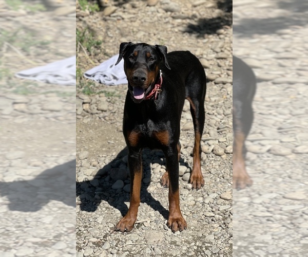 Medium Photo #1  Breeder Profile in ROSEBURG, OR, USA