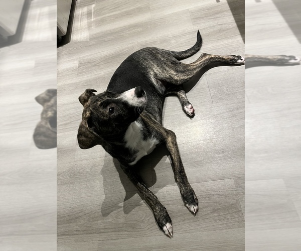 Medium Photo #1  Breeder Profile in TEMPE, AZ, USA