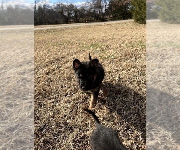 Medium Photo #1  Breeder Profile in STAFFORD, VA, USA