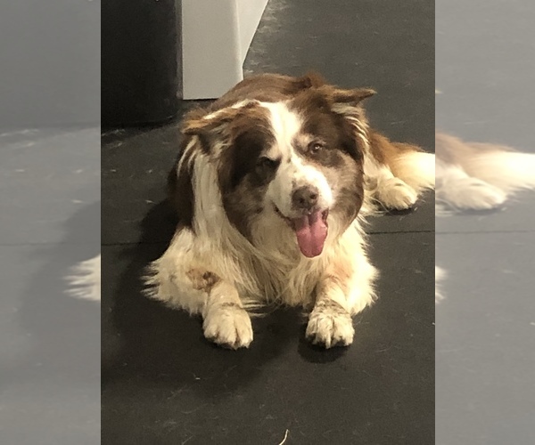 Medium Photo #1  Breeder Profile in MEDINA, OH, USA