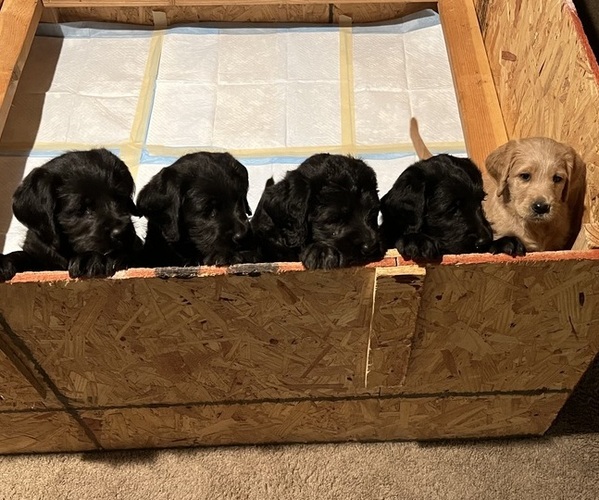 Medium Photo #1  Breeder Profile in EL DORADO HILLS, CA, USA