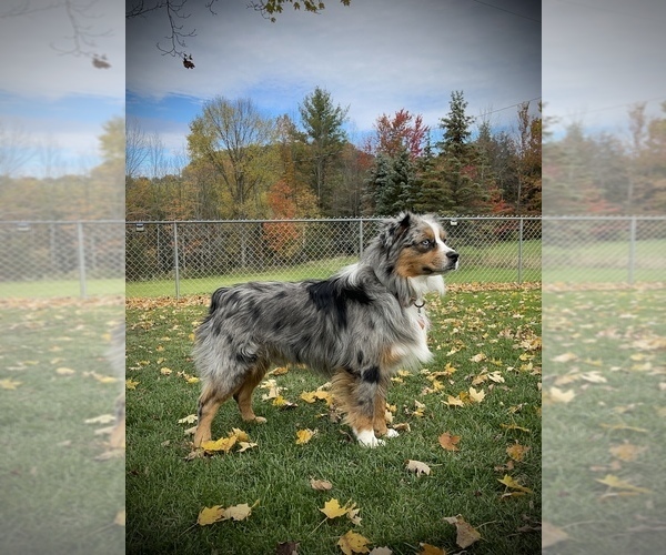 Medium Photo #1  Breeder Profile in COVINGTON, PA, USA