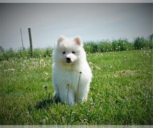 Samoyed Dog Breeder near THORP, WI, USA