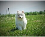 Small breeder photo
