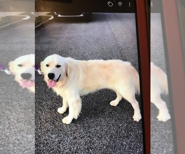 Medium Photo #1  Breeder Profile in MC CONNELLSBURG, PA, USA