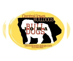 English Bulldog Dog Breeder near DAYTON, IA, USA