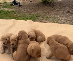 Small Photo #7  Breeder Profile in WOODRUFF, SC, USA